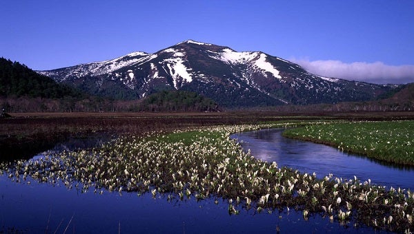 ベストシーズン 芭蕉咲く初夏の秘境 大自然を歩く尾瀬トレッキング 2泊3日2